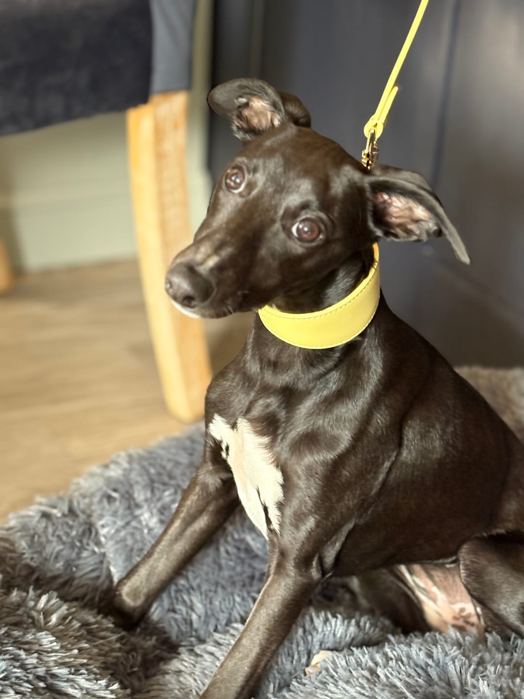 Customer photo review of Primrose Dog Lead