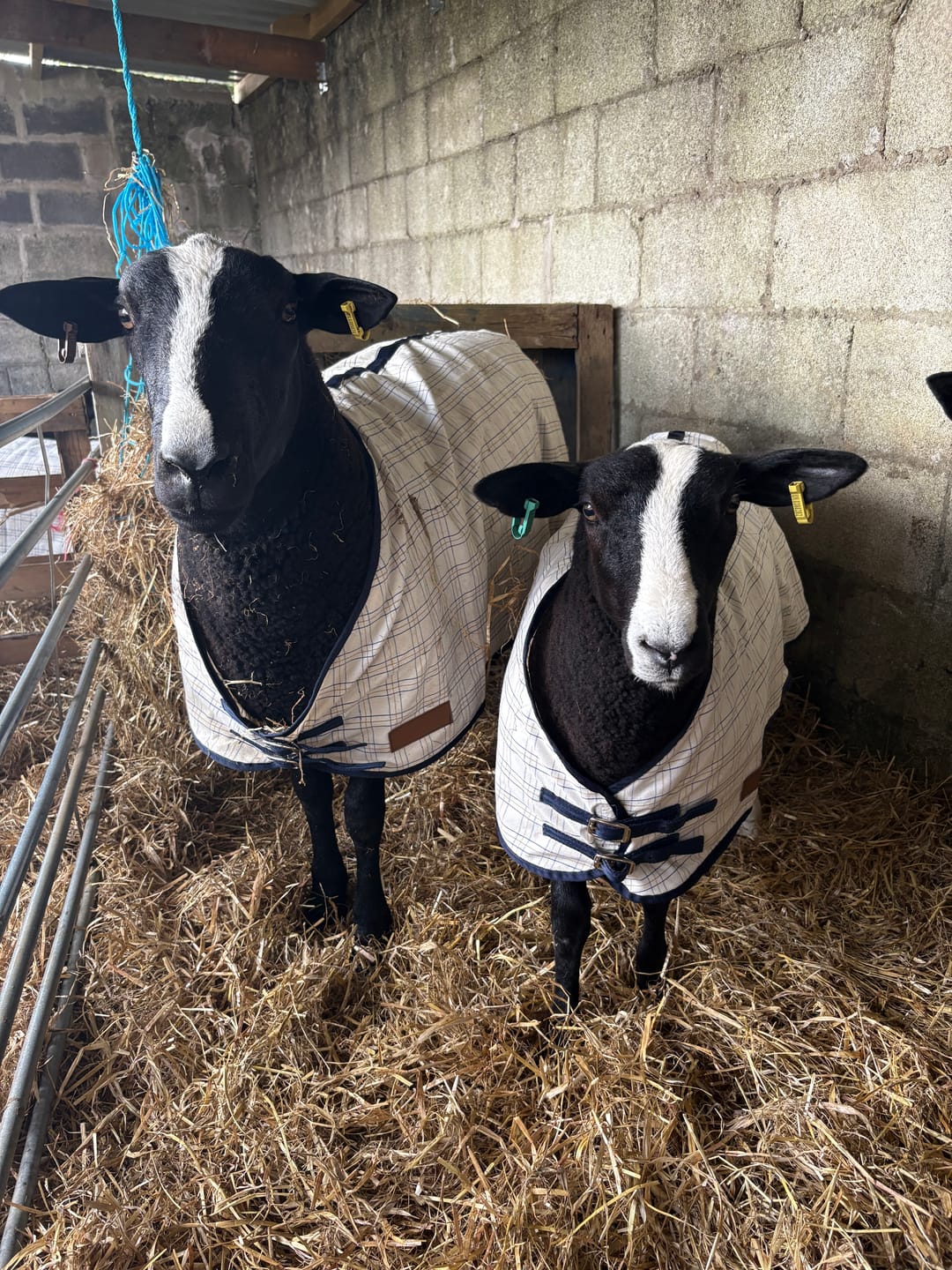Customer photo review of Travel & Show Sheep Coat