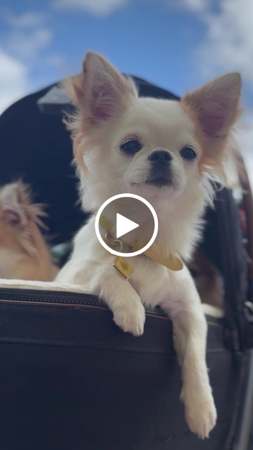 Customer video review of Primrose Dog Collar