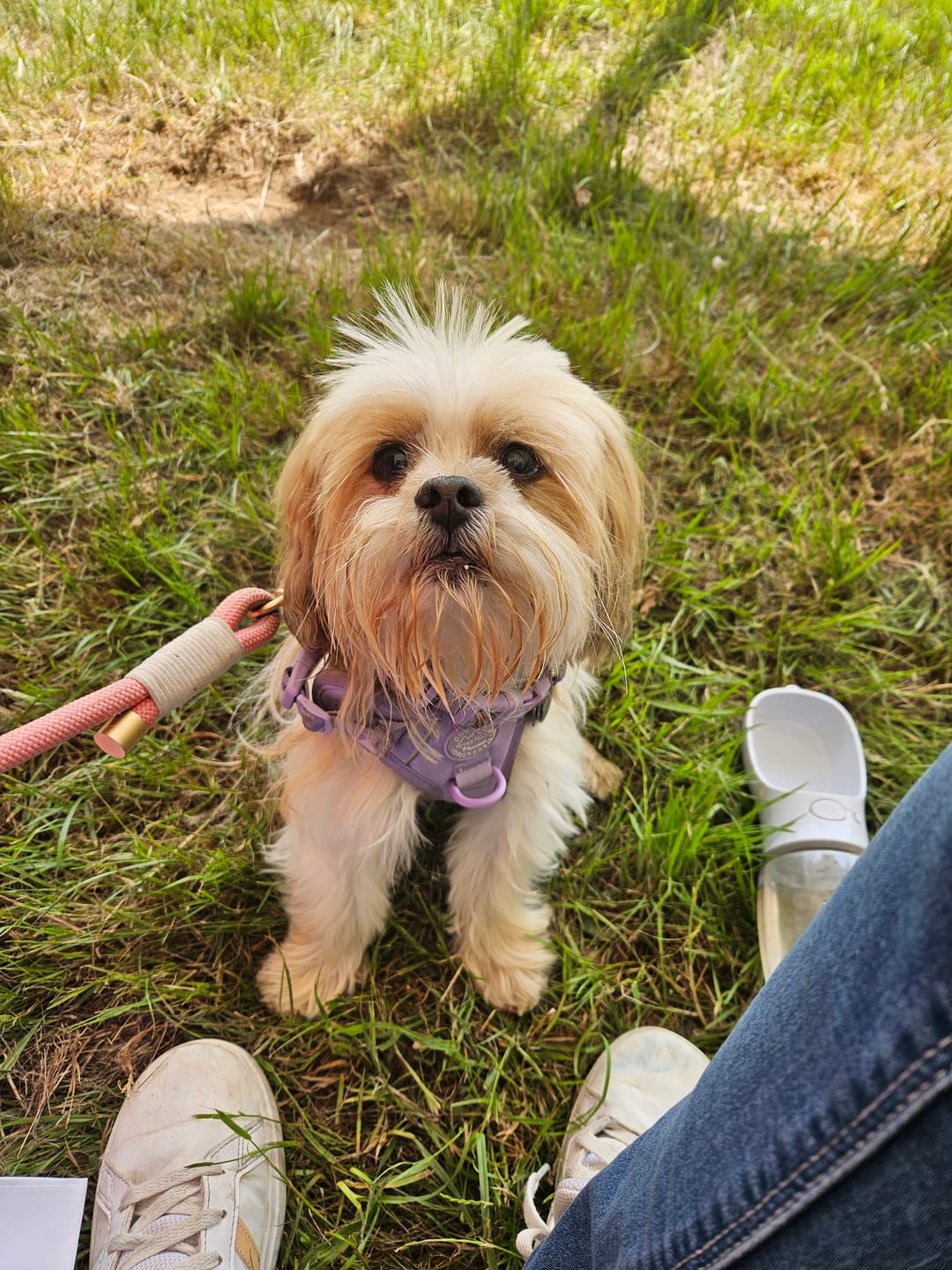 Customer photo review of Tough Trails™ Harness - Walkies Ready® Lavender Lilac
