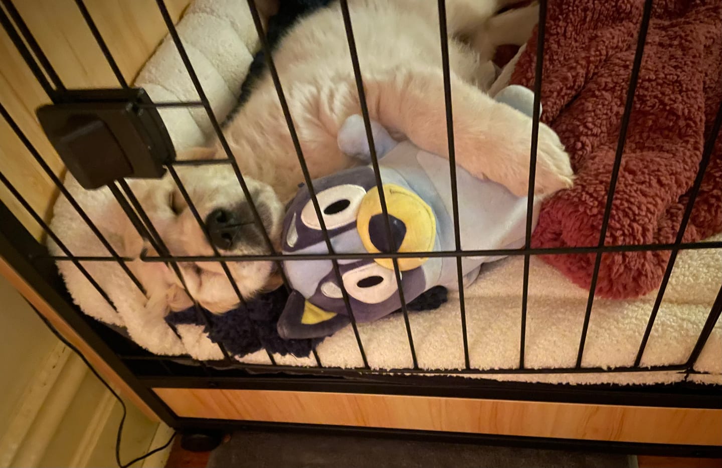 Customer photo review of PaWz Premium Wooden Wire Dog Kennel