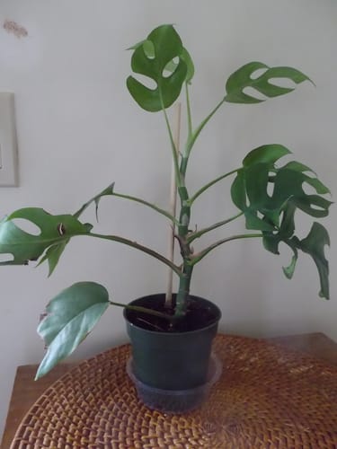 Customer photo review of Philodendron Mini Monstera Minima