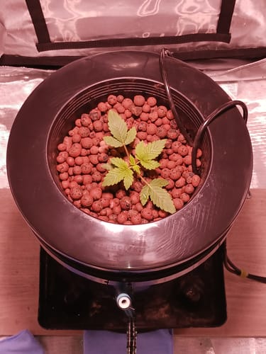 Customer photo review of Root Spa DWC 5 Gallon Bucket with Net Pot