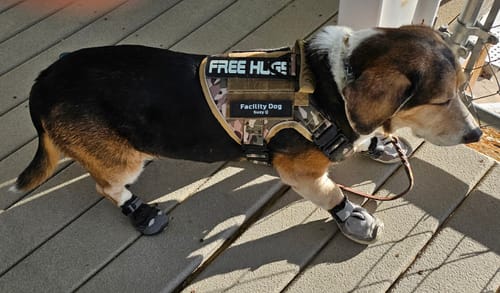 Customer photo review of NEW Upgraded Tactical No-Pull Team K9™ Dog Harness with 4 Quick-Release Metal Buckles, Reinforced Front & Back D-Rings, Hook & Loop Panels, Adjustable Straps, Reflective Strips, & Top Handle