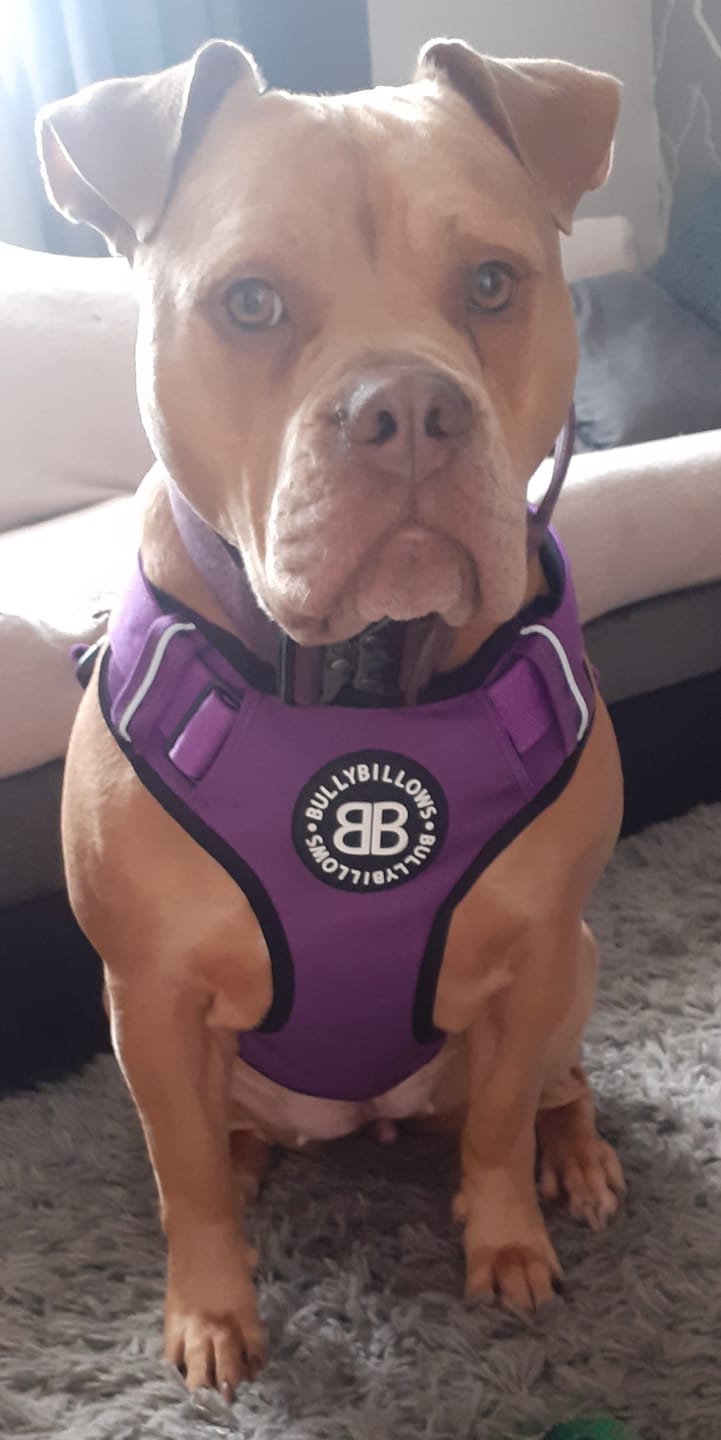 Customer photo review of Comfort Premium Harness | Non Restrictive - Purple