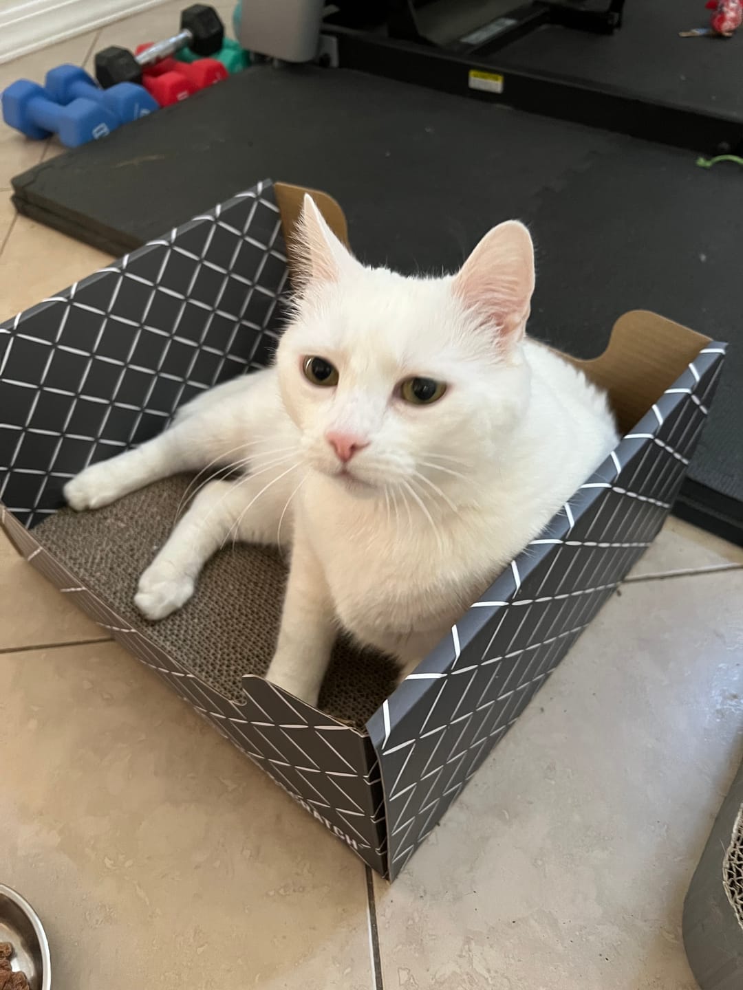 Customer photo review of Hide & Scratch Extra-Large Cat Scratcher Box