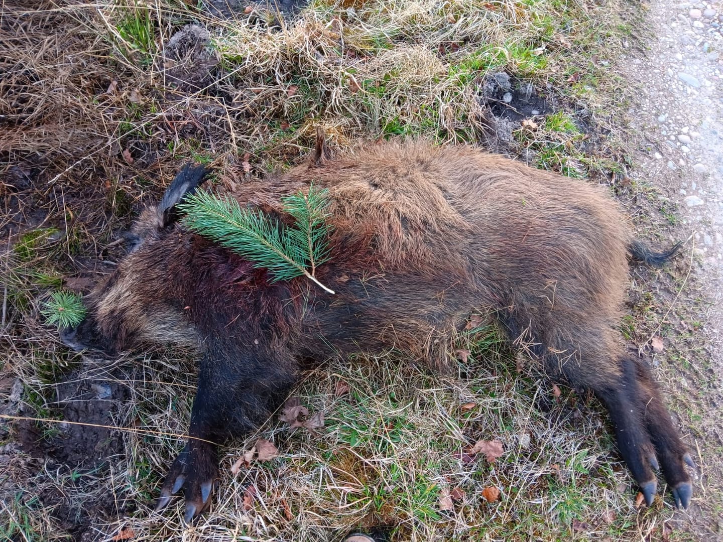 Customer photo review of Fisch Lockmittel - Schwarzwild und Raubwild