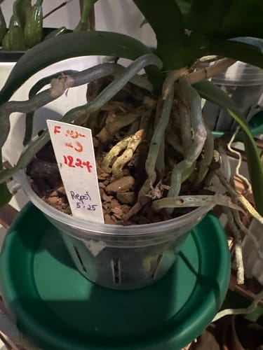 Maria P. review photo — orchid in new home