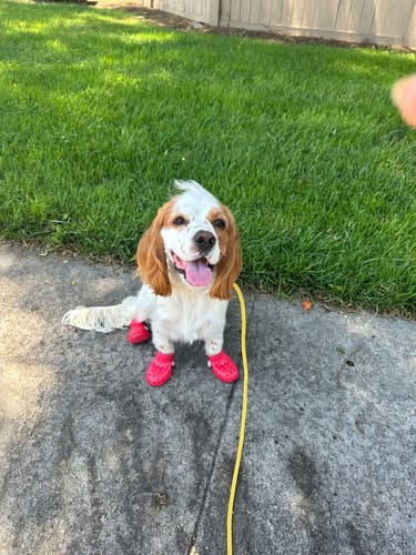 Customer photo review of WagWellies® Mojave