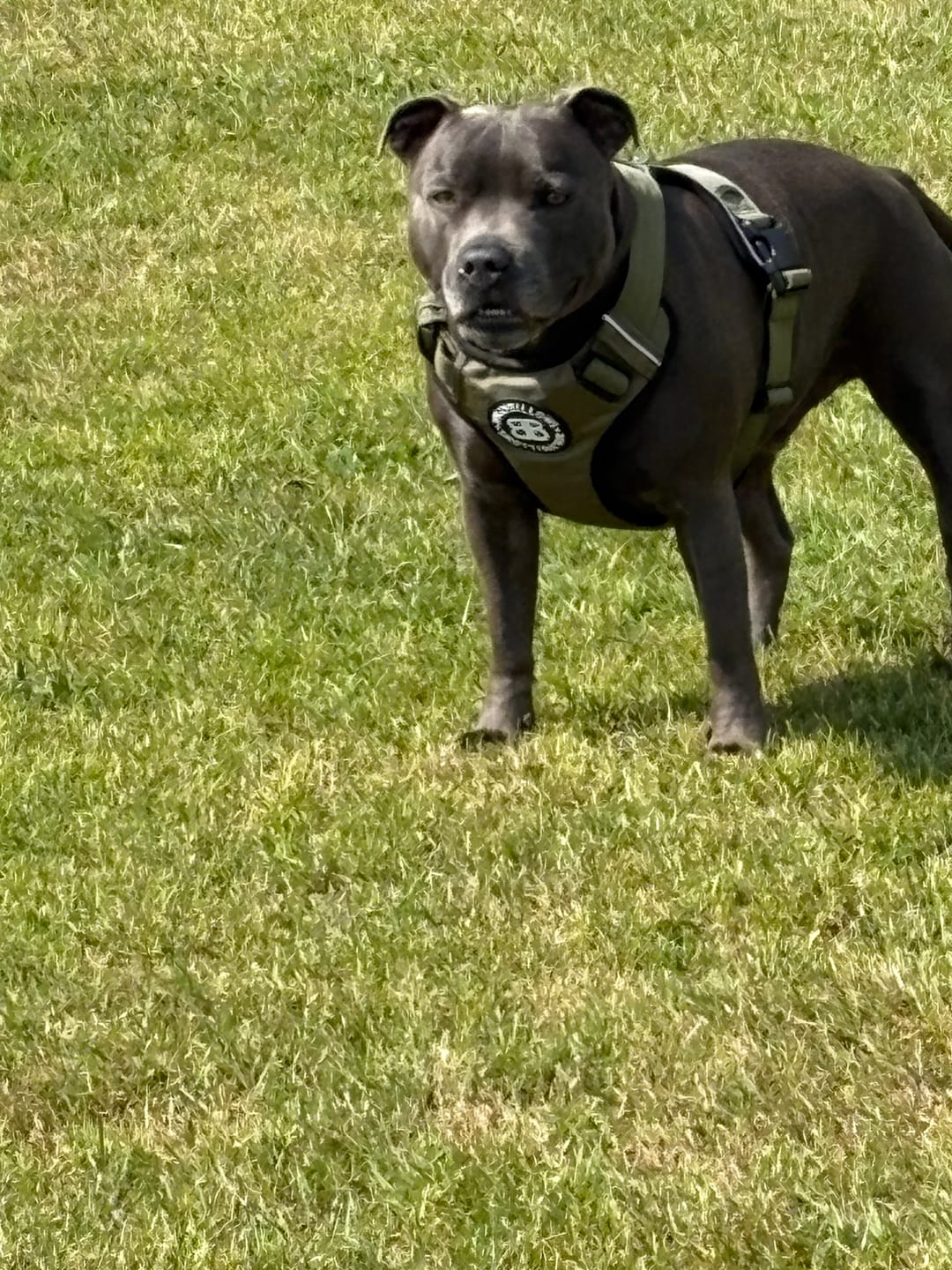Customer photo review of Comfort Premium Harness | Non Restrictive - Khaki