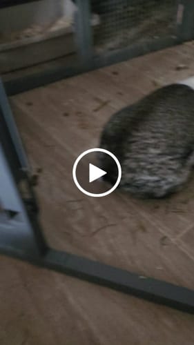 Customer video review of Foin de Fléole en vrac