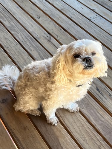 Customer photo review of PaWz GroomMate Pet Grooming Kit