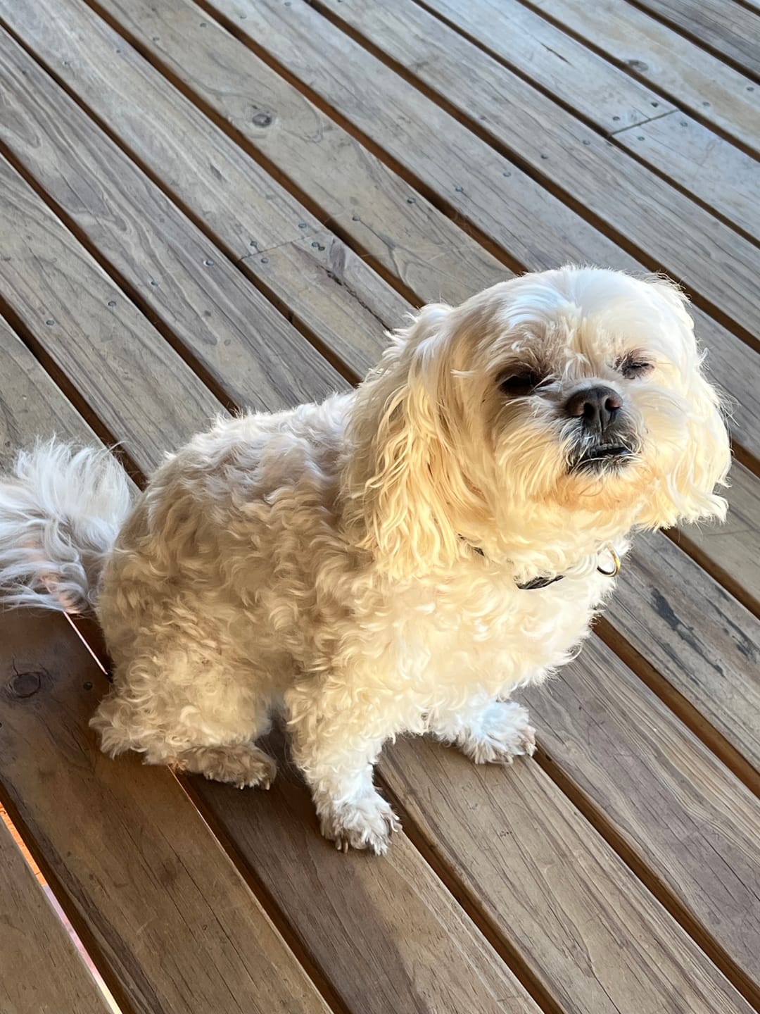 Customer photo review of PaWz GroomMate Pet Grooming Kit