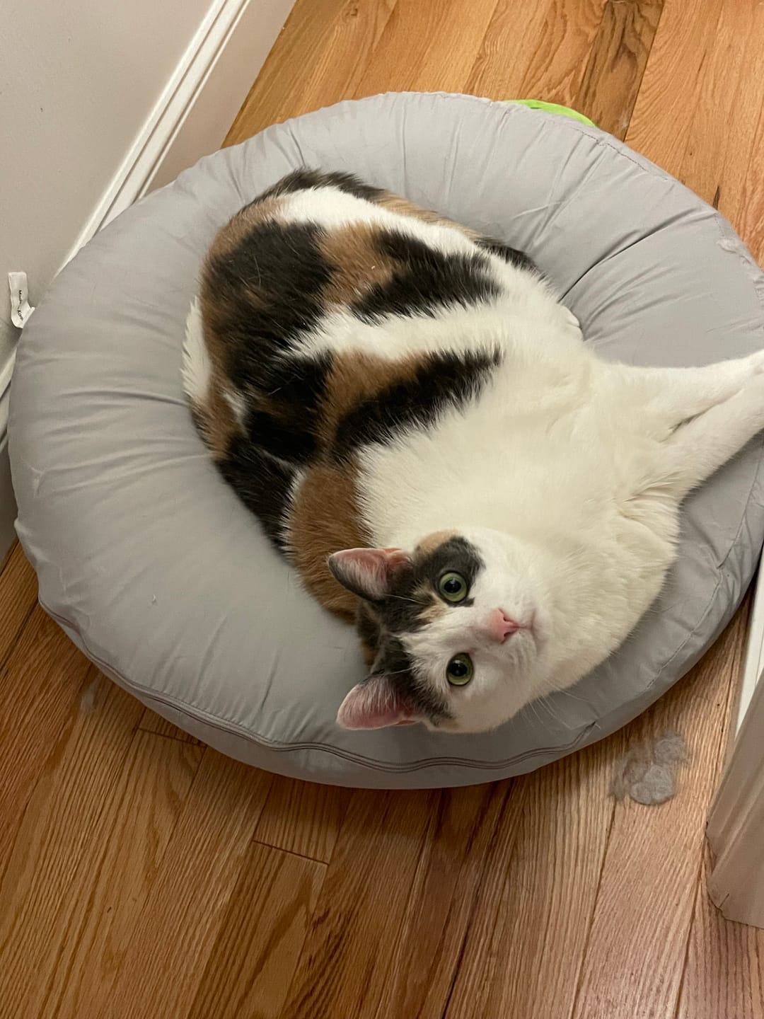 Customer photo review of Earl Grey Pudding Bed