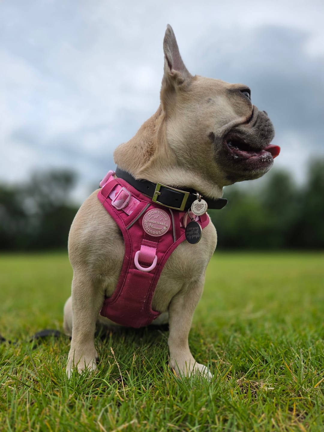 Customer photo review of Tough Trails™ Harness - Walkies Ready® Raspberry Pink