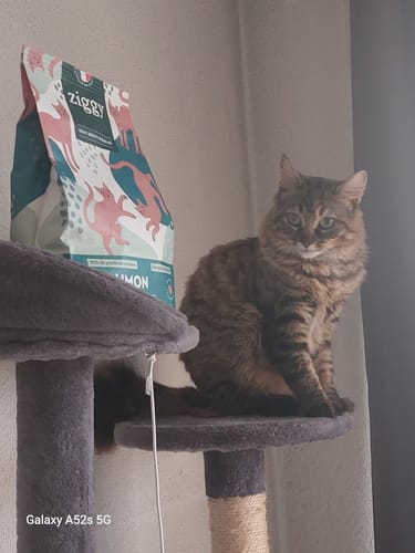 Avis photo d'un client sur Croquettes Chat Stérilisé Sans Céréales - Saumon