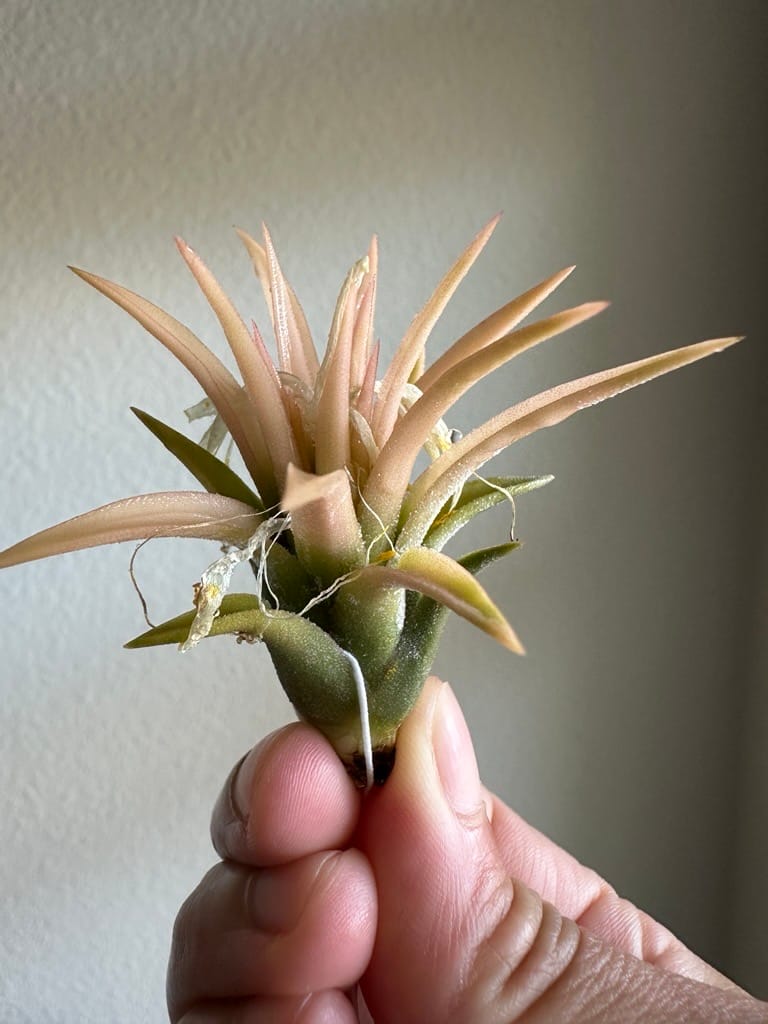 Customer photo review of Ionantha Peach