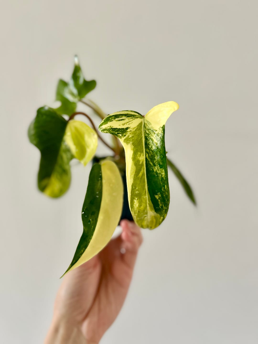 Customer photo review of PHILODENDRON FLORIDA BEAUTY