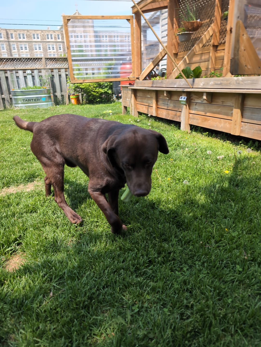 Customer photo review of Mint Himalayan Yak Chew (MEDIUM)
