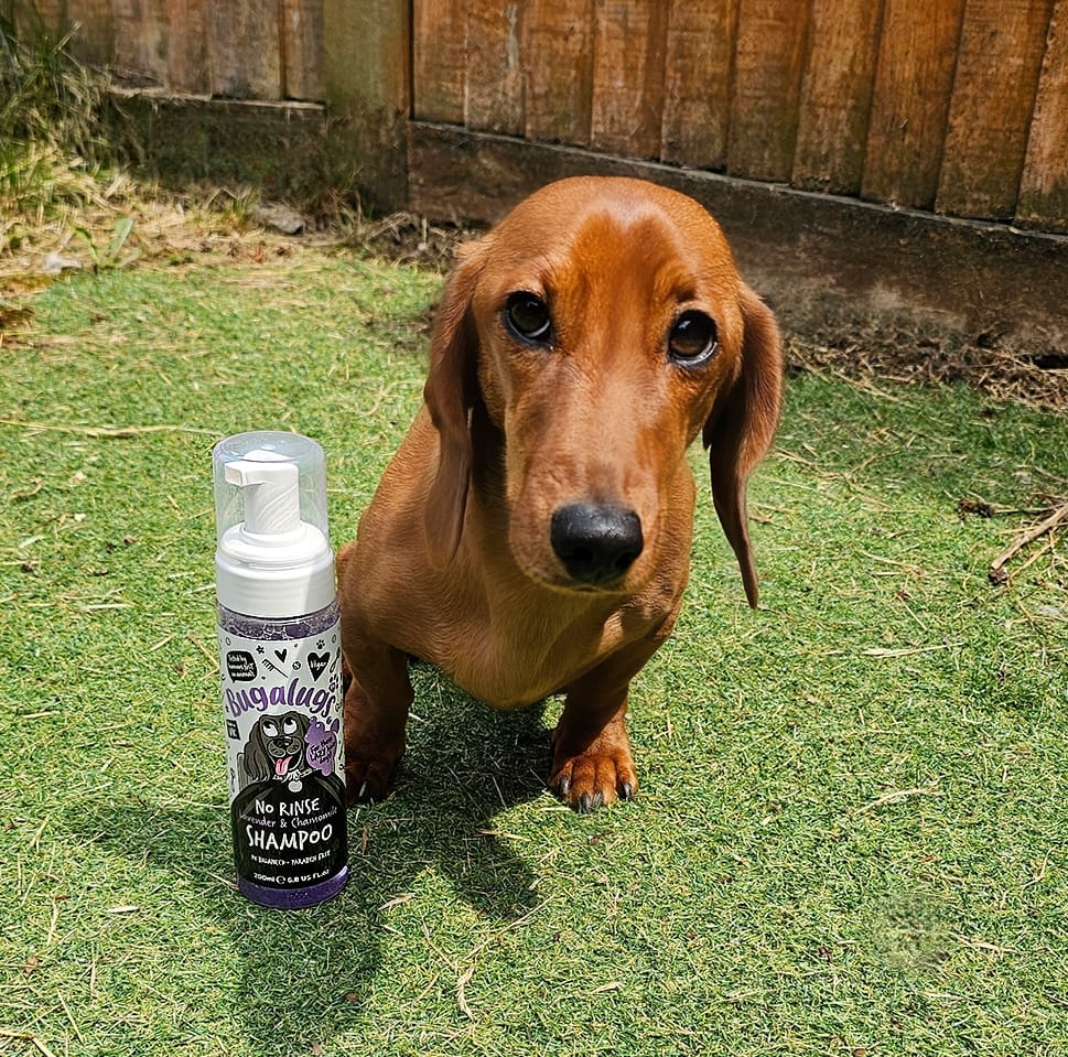 Customer photo review of No Rinse Lavender & Chamomile Dog Shampoo
