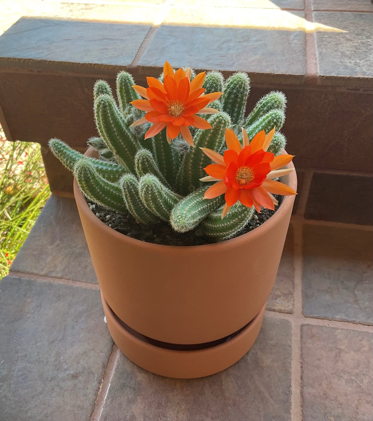 Customer photo review of Echinopsis Chamaecereus - Peanut Cactus