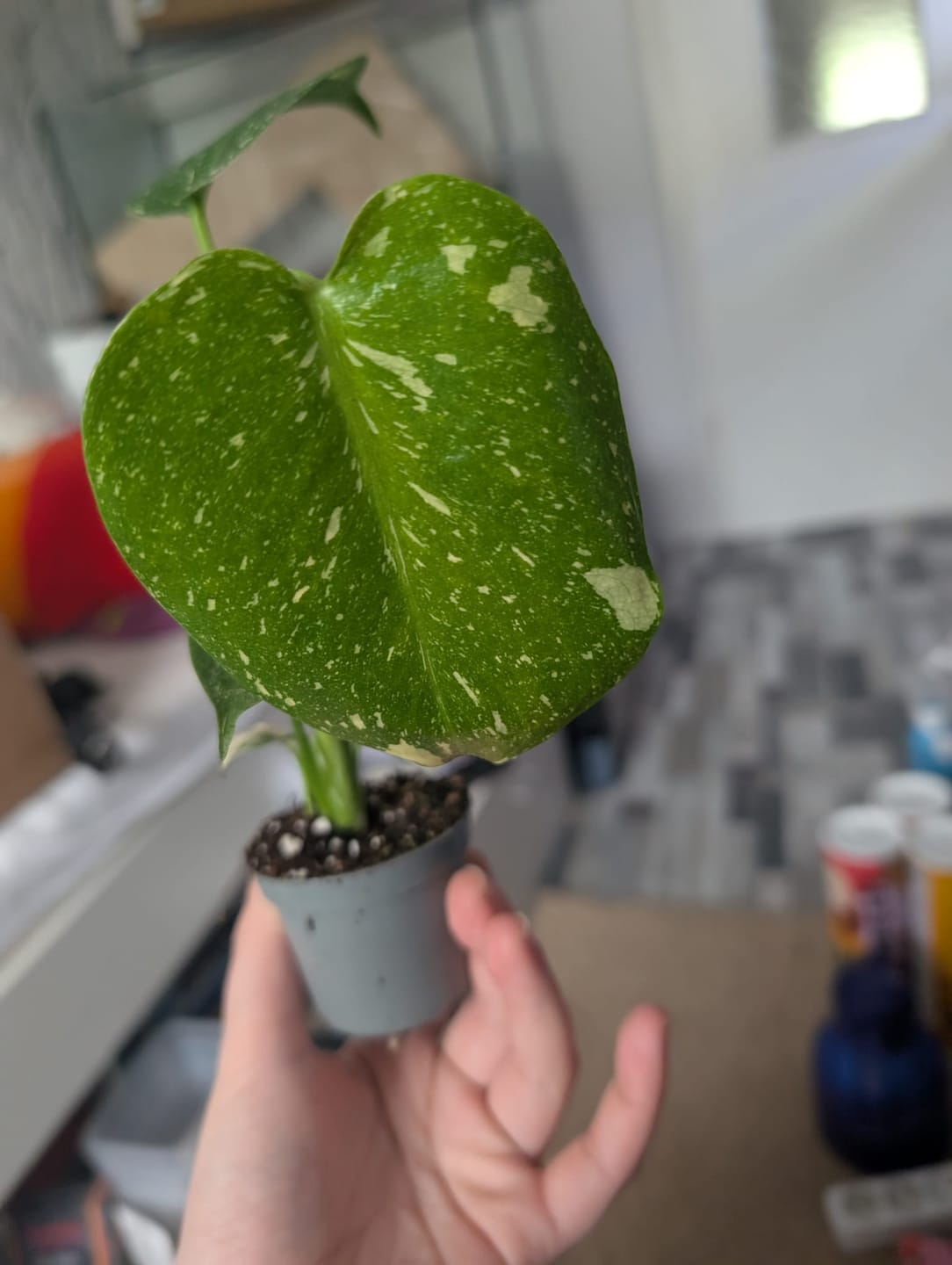 Customer photo review of MONSTERA THAI CONSTELLATION