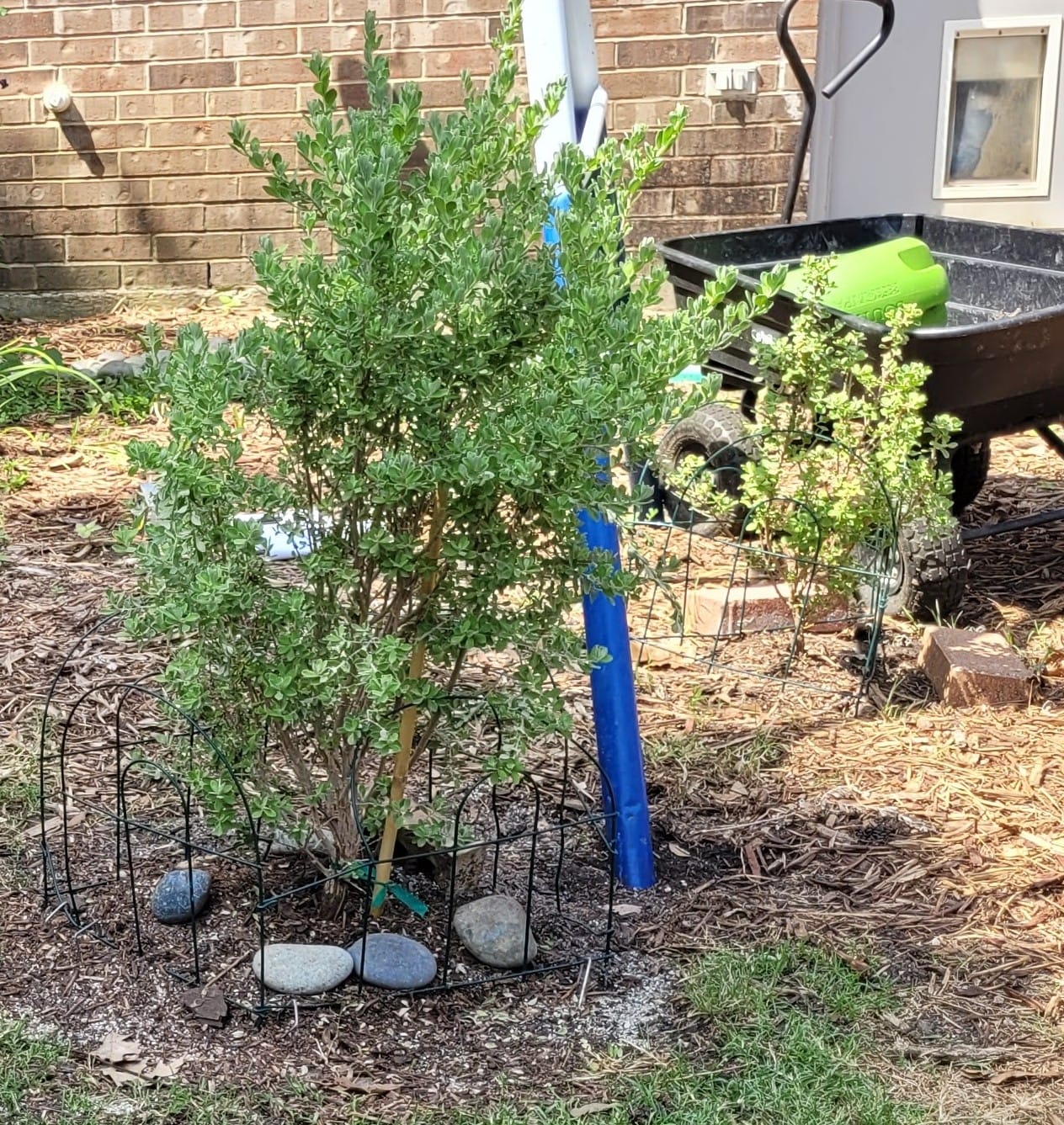 Customer photo review of Texas Sage 'Green Cloud'