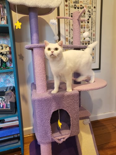 Customer photo review of Purple Sky Adventure Cat Tree