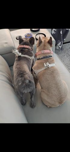 Customer photo review of QuiltFLY Ultra Blush Collar