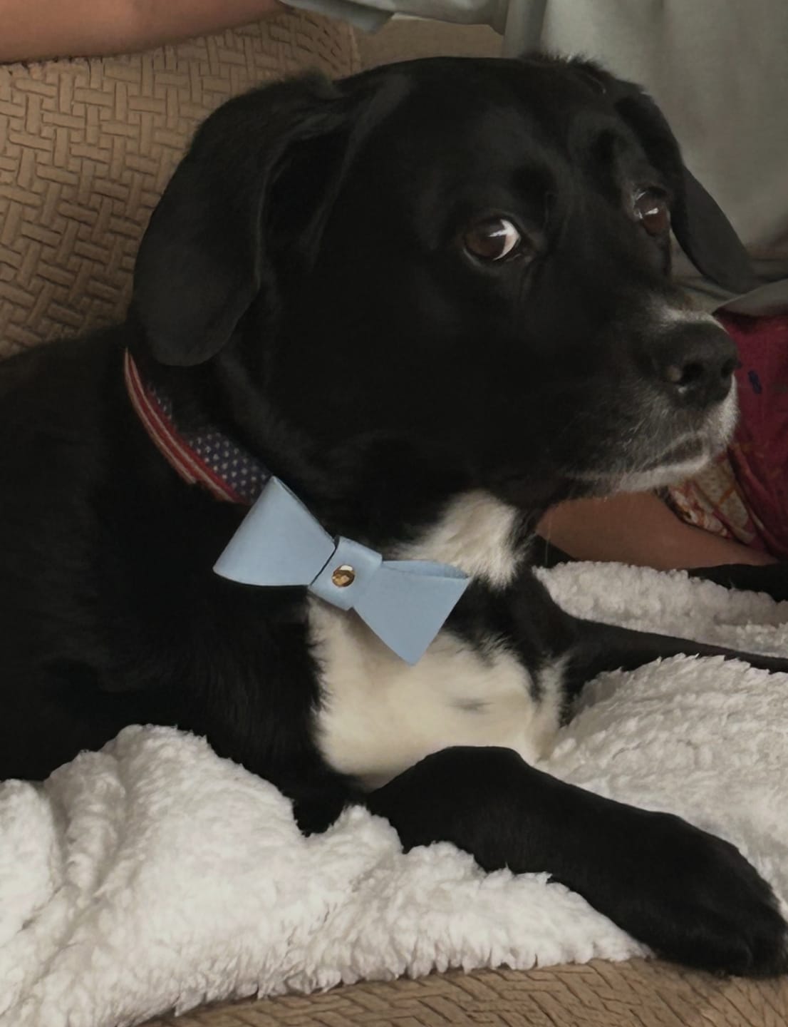 Customer photo review of Vegan Leather Bowtie