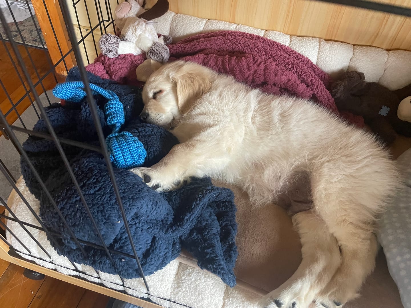Customer photo review of PaWz Orthopedic Dog Bed – Egg Foam, Waterproof & Washable