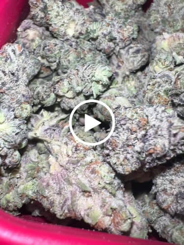 Customer video review of Purple Punch - Indoor THCA