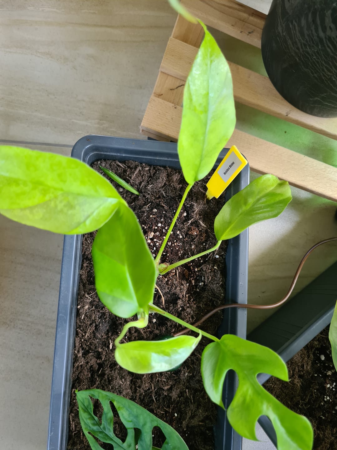 Customer photo review of MONSTERA MINIMA