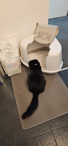 Customer photo review of 3 Month Supply - 1 Cat