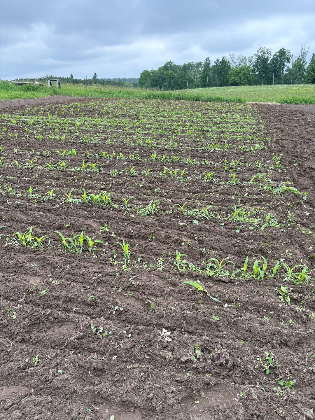 Customer photo review of Quick Trip Attribute II Sweet Corn (Roundup Ready)