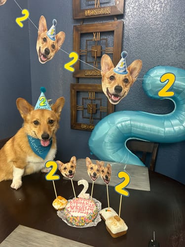 Customer photo review of Personalized Dog Party Pack
