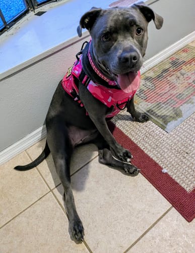 Customer photo review of NEW Upgraded Tactical No-Pull Team K9™ Dog Harness with 4 Quick-Release Metal Buckles, Reinforced Front & Back D-Rings, Hook & Loop Panels, Adjustable Straps, Reflective Strips, & Top Handle