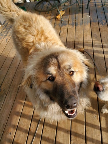 Customer photo review of Smoked Cow Ears