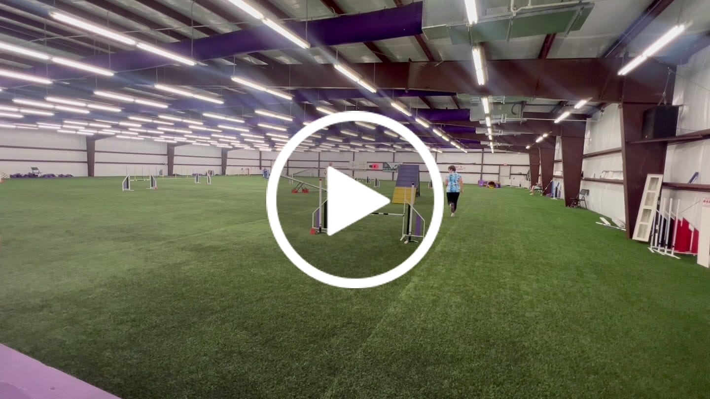 Customer video review of Sapphire Splash Women's Golf Polo