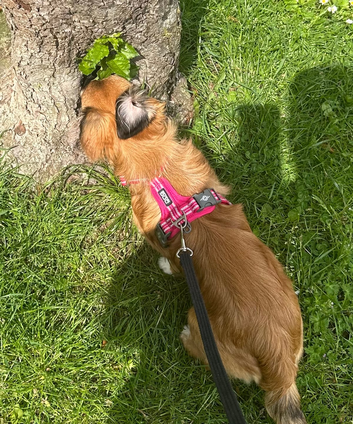 Customer photo review of Dog Copenhagen Walk Air™ hundesele Lemon