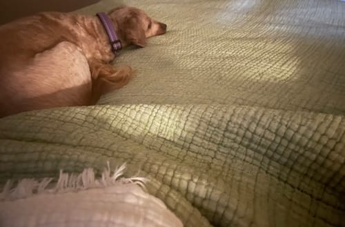 Customer photo review of Hazea Muslin Blanket - Pistachio