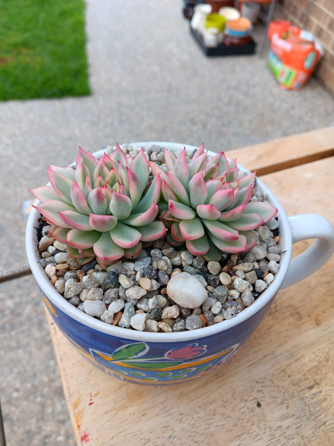 Customer photo review of Echeveria Mebina Variegated