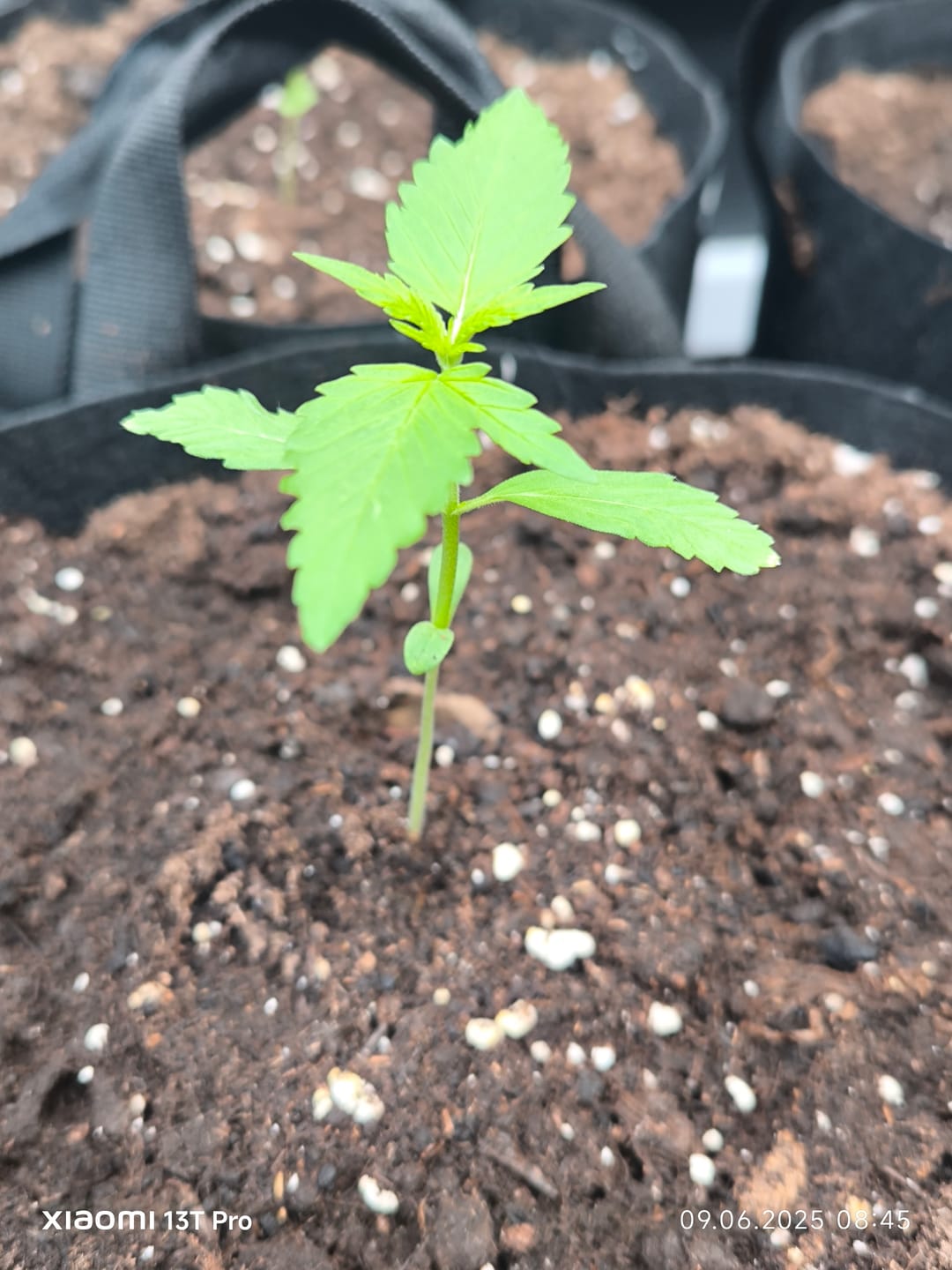 Customer photo review of Super Silver Haze Hybrid F1 – Die schnellste Cannabissamen der Welt - 50 Tage von Keimung bis zur Ernte