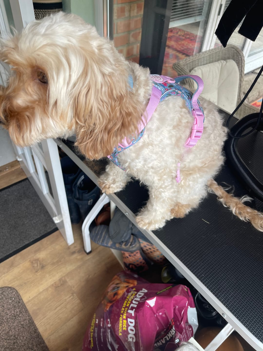 Customer photo review of Tough Trails™ Harness -  Whimsical Wildflowers
