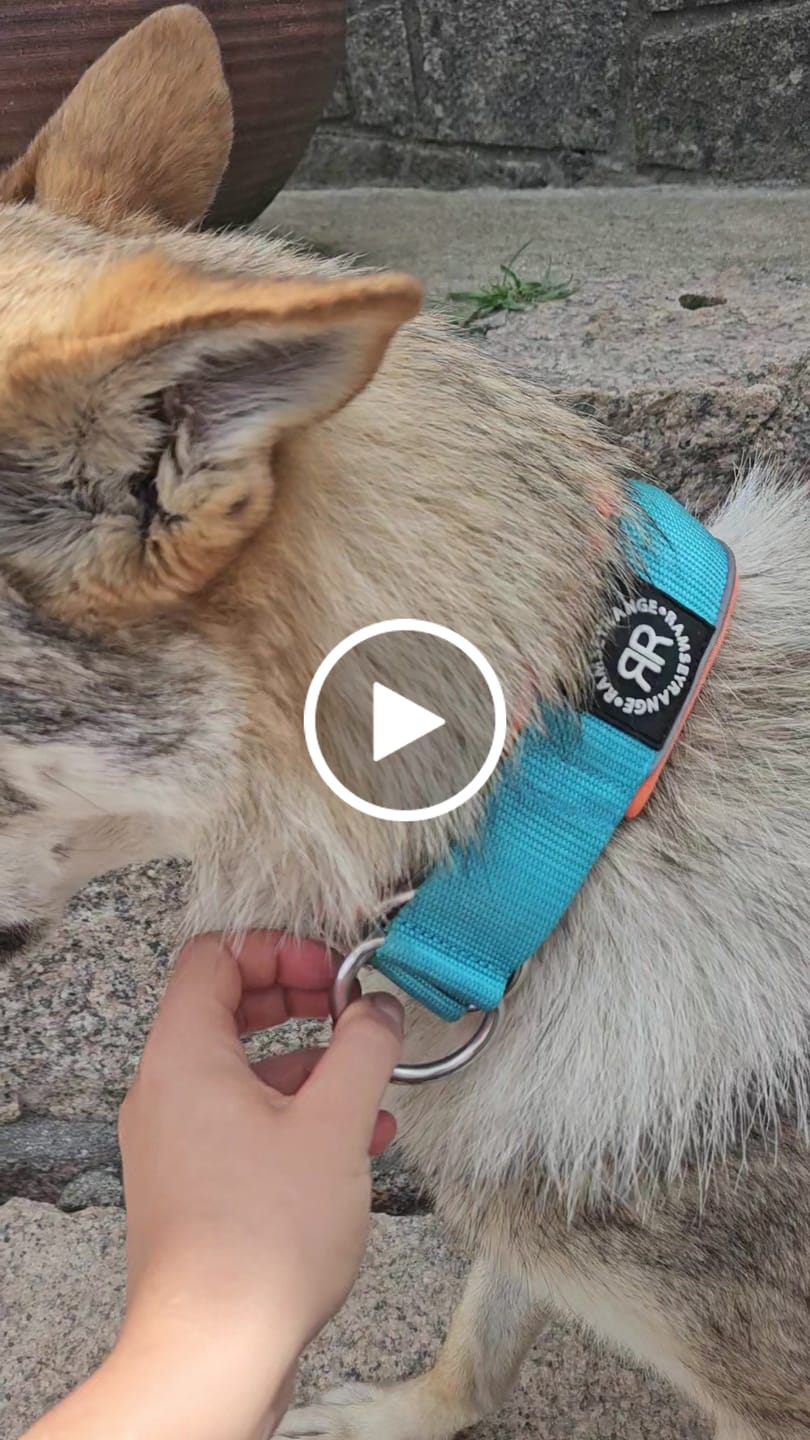 Customer video review of 5cm Slip on Collar | Foam Padded - Light Blue x Orange