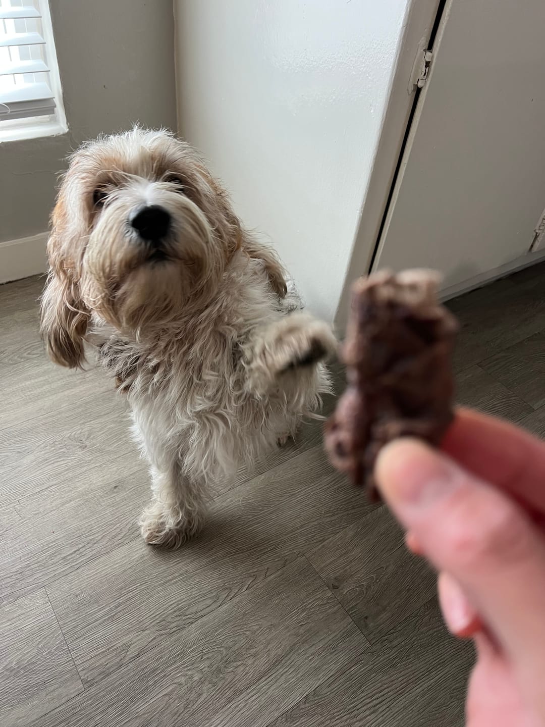 Customer photo review of Moo Moo Beef Jerky Dog Treat