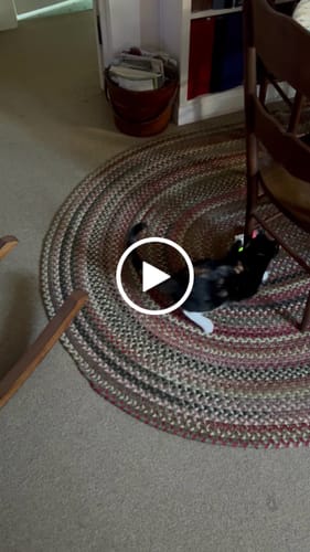 Jenny L. review of SPEEDY TAIL 2.0 image 1 out of 1