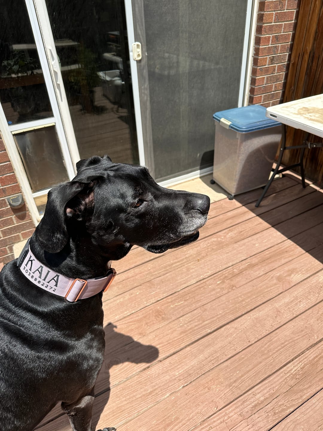 Customer photo review of 2" Tacti Luxe Dog Collar - Rose Gold - Sofia