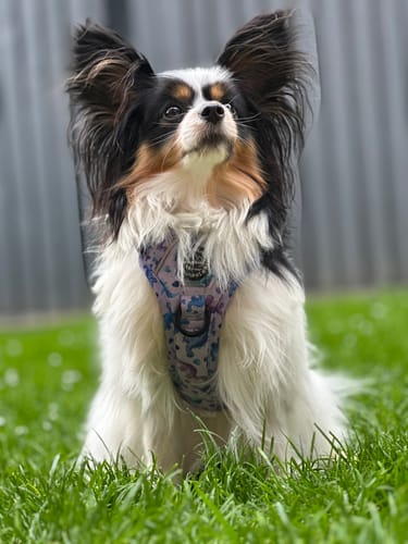 Customer photo review of Tough Trails™ Harness - Tiny Diny