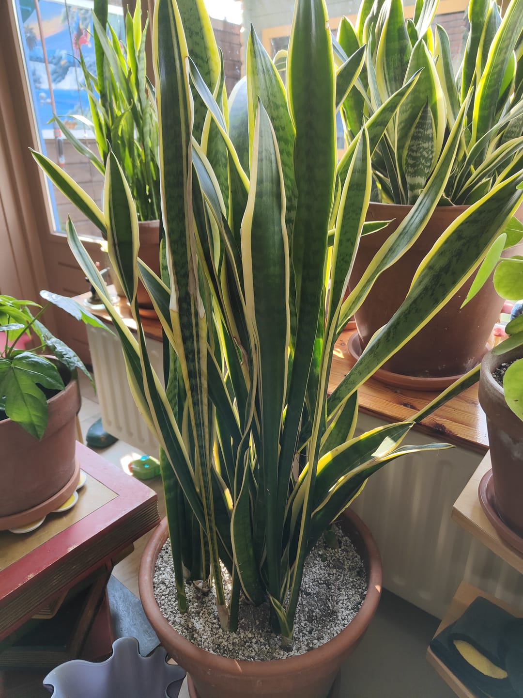 Customer photo review of Cacti & Succulent Mix